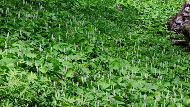 Start of the East Ridge trail, a hillside of Vanilla Leaf and Starry False Lily of the Valley
