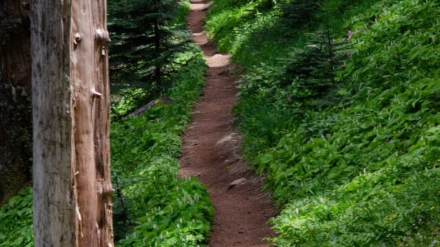 East Ridge trail, crossing a wooded hillside st Ridge trail, crossing a wooded hillside