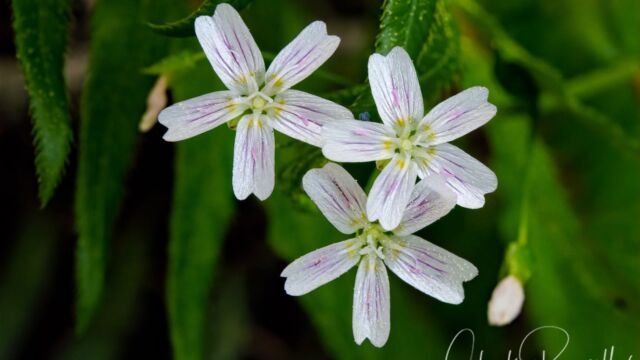Claytonia sibirica Candy flower, Claytonia sibirica