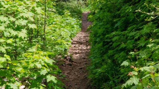 Tie trail through the forest