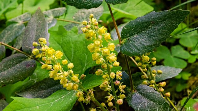 Berberis nervosa Cascades oregon grape, Berberis nervosa