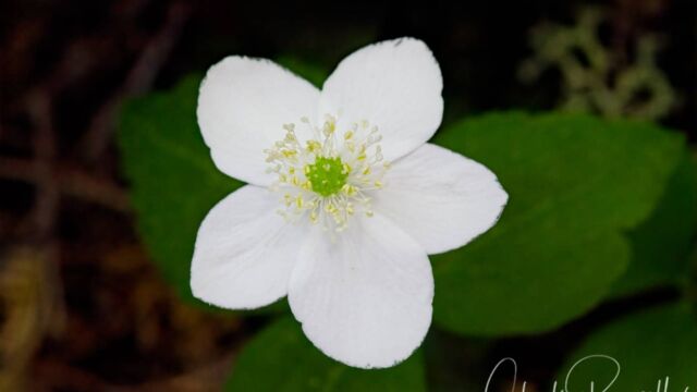 Anemone deltoidea Columbian windflower, Anemone deltoidea