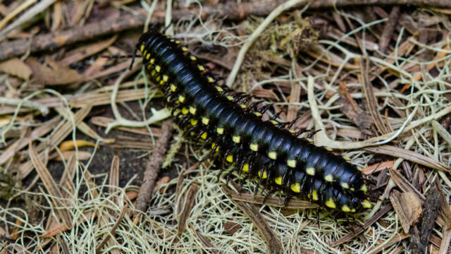 Class Diplopoda (millipedes), order Polydesmida (flat-backed millipedes), Family Xystodesmidae. Possibly 
Harpaphe haydeniana, Almond-scented millipede Class Diplopoda (millipedes), order Polydesmida (flat-backed millipedes), Family Xystodesmidae. Possibly