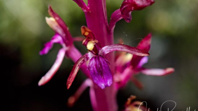 Corallorhiza mertensiana Pacific coralroot, Corallorhiza mertensiana