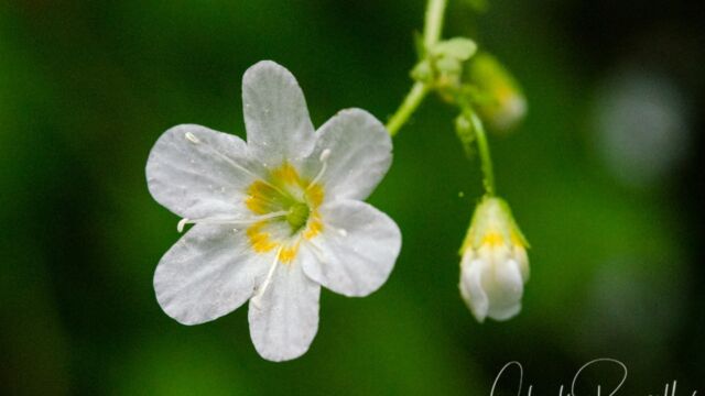 Romanzoffia sitchensis Sitka mistmaiden, Romanzoffia sitchensis