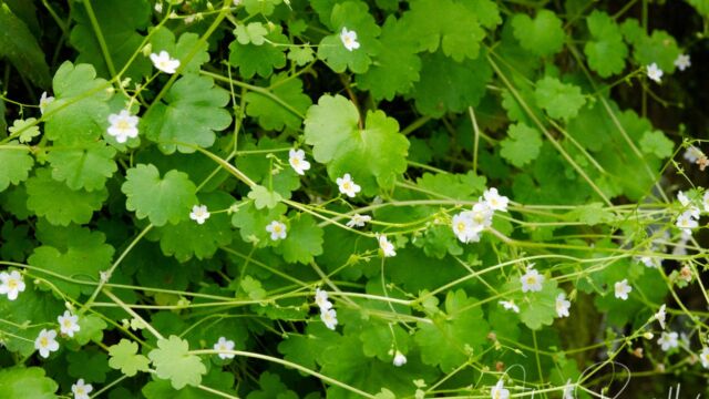 Romanzoffia sitchensis Sitka mistmaiden, Romanzoffia sitchensis