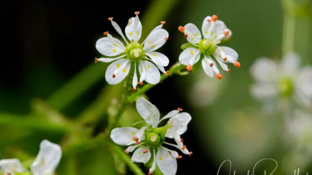 Micranthes ferruginea Rusty hair saxifrage, Micranthes ferruginea