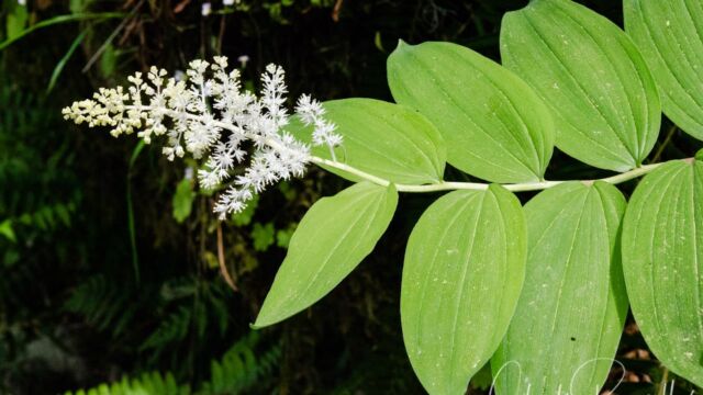 Maianthemum racemosum Feathery false lily of the valley, Maianthemum racemosum