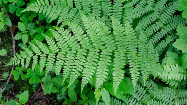 Pteridium aquilinum Common bracken fern, Pteridium aquilinum