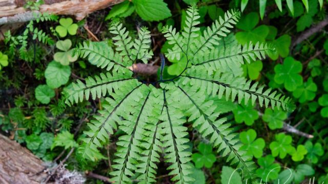 Adiantum aleuticum Western maidenhair fern, Adiantum aleuticum