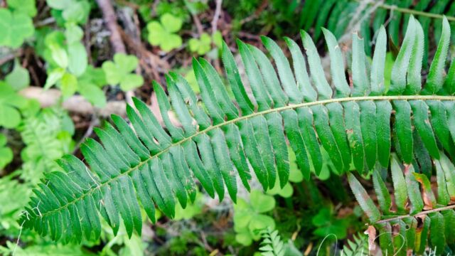Polystichum munitum Western sword fern, Polystichum munitum
