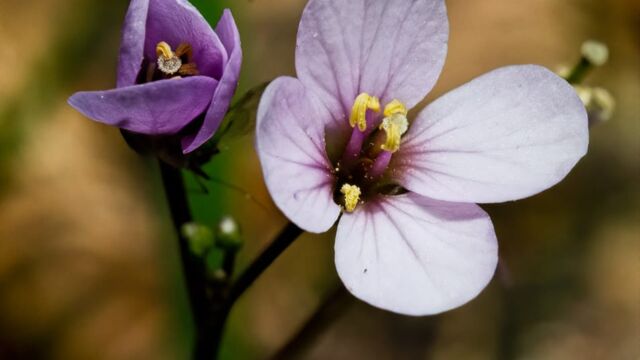 Cardamine nuttallii Nuttall's toothwort, Cardamine nuttallii