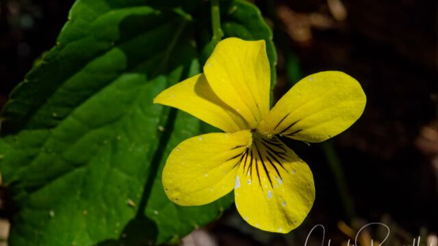 Viola glabella Stream violet, Viola glabella