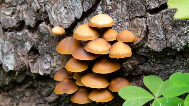Mushrooms on the Tie trail
