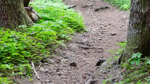 North Ridge trail heading back up to the parking lot North Ridge trail heading back up to the parking lot
