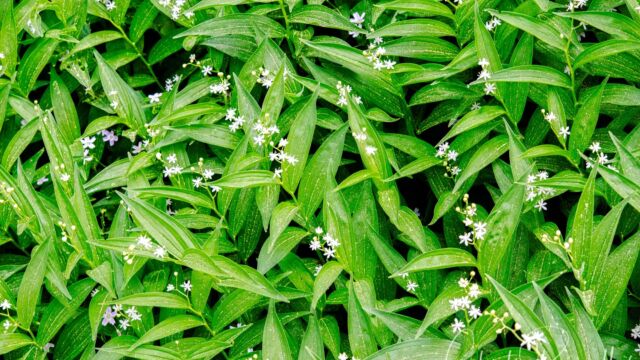 Maianthemum stellatum Starry false lily of the valley, Maianthemum stellatum