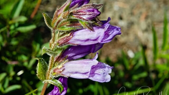Penstemon cardwellii Cardwell's penstemon, Penstemon cardwellii