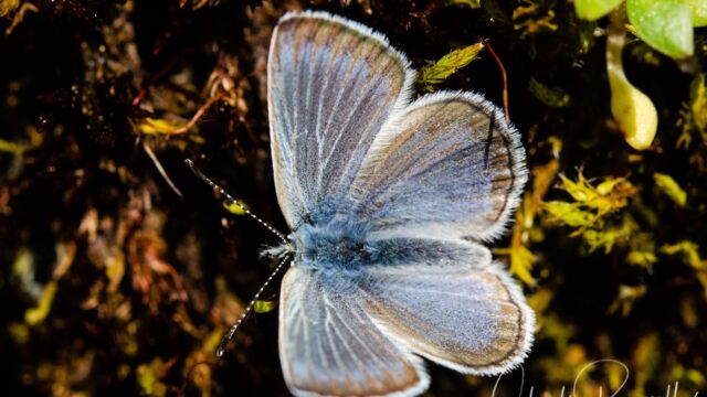 Glaucopsyche lygdamusj, I think Glaucopsyche lygdamusj, I think