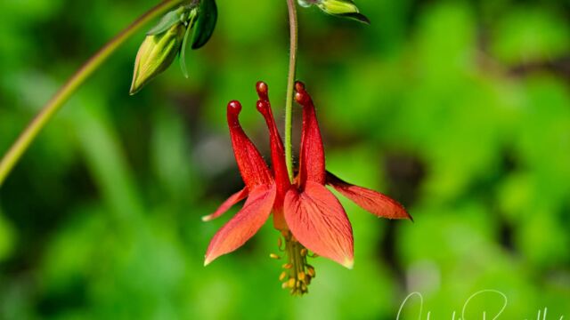 Aquilegia formosa Crimson columbine, Aquilegia formosa