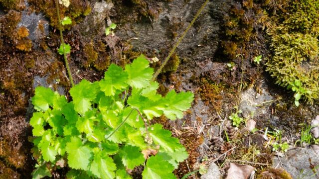 Heuchera micrantha Alum root, Heuchera micrantha
