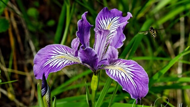 Iris tenax var. tenax Oregon Iris, Iris tenax var. tenax