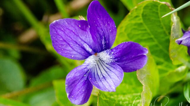Viola adunca Western dog violet, Viola adunca