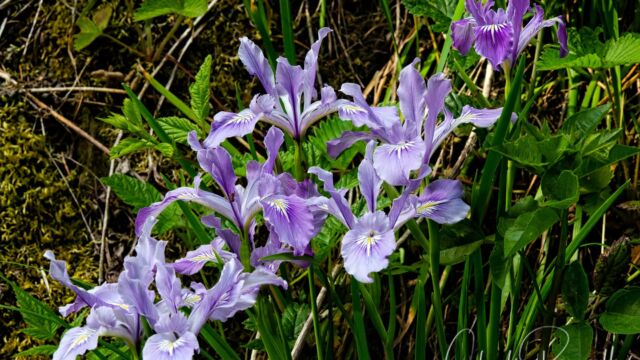 Iris tenax var. tenax Oregon Iris, Iris tenax var. tenax