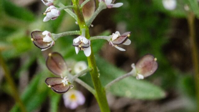 Draba verna Whitlow grass, Draba verna