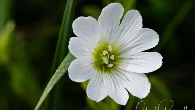 Cerastium arvense Field chickweed, Cerastium arvense