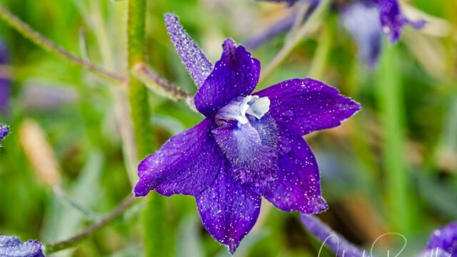 Delphinium menziesii Menzies' larkspur, Delphinium menziesii