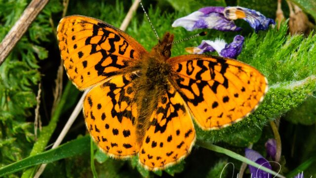 Boloria epithore Western Meadow Fritillary, Boloria epithore