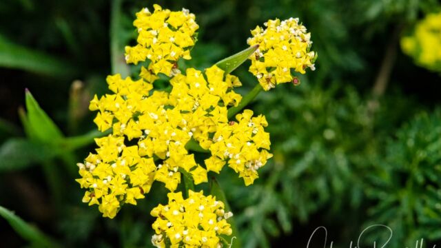 Lomatium utriculatum, probably Hog fennel, aka Spring gold. Lomatium utriculatum, probably