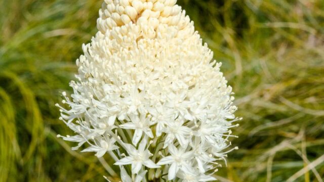Xerophyllum tenax Beargrass, Xerophyllum tenax