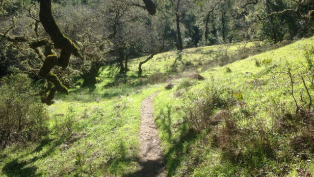 Hidden Meadow Trail as you look back downhill Hidden Meadow Trail as you look back downhill