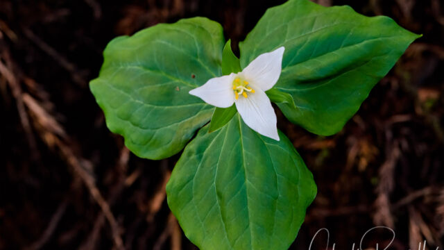 Trillium ovatum ssp. ovatum Pacific trillium, Trillium ovatum ssp. ovatum
