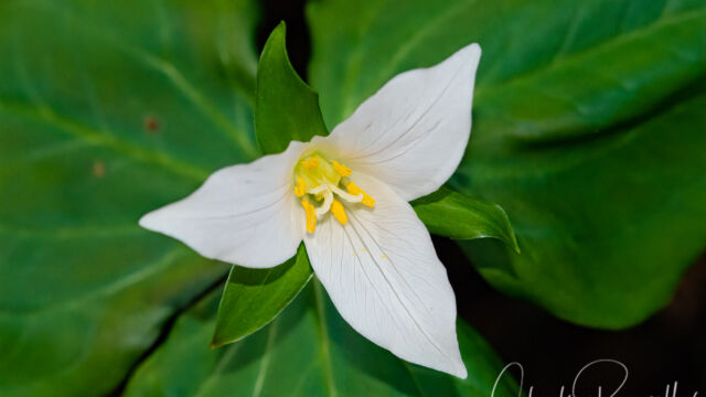 Trillium ovatum ssp. ovatum Pacific trillium, Trillium ovatum ssp. ovatum