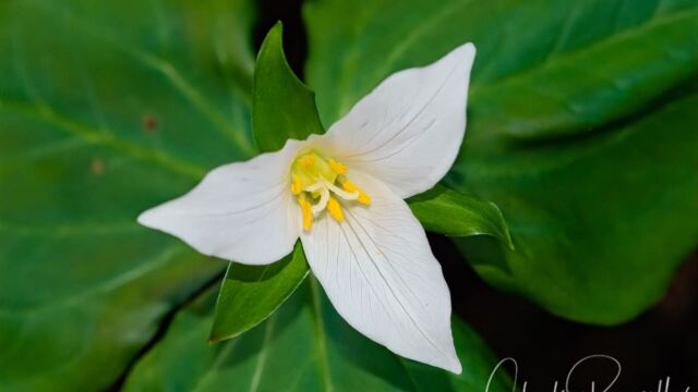 Trillium ovatum ssp. ovatum Pacific trillium, Trillium ovatum ssp. ovatum