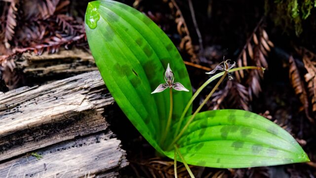 Scoliopus bigelovii Fetid adder's toungue, Scoliopus bigelovii