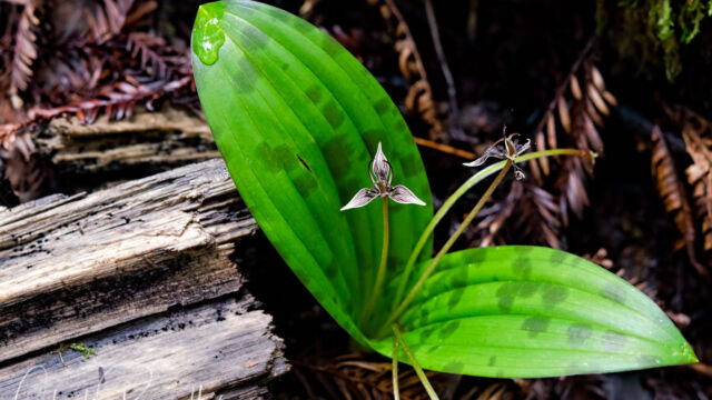 Scoliopus bigelovii Fetid adder's toungue, Scoliopus bigelovii