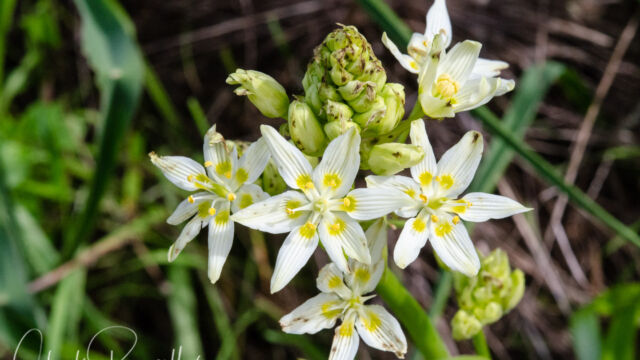 Toxicoscordion fremontii Fremont's death camas, Toxicoscordion fremontii