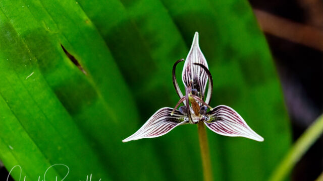 Scoliopus bigelovii Fetid adder's toungue, Scoliopus bigelovii