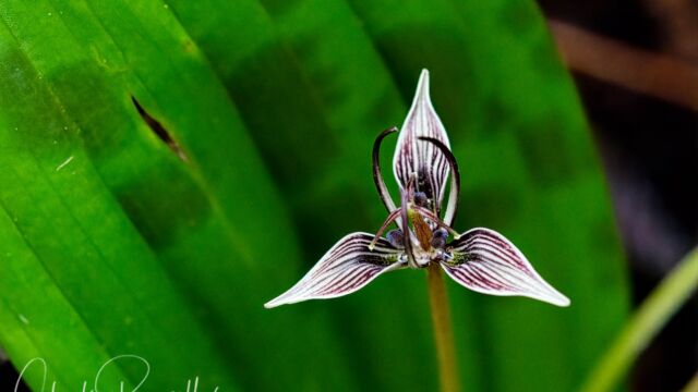 Scoliopus bigelovii Fetid adder's toungue, Scoliopus bigelovii