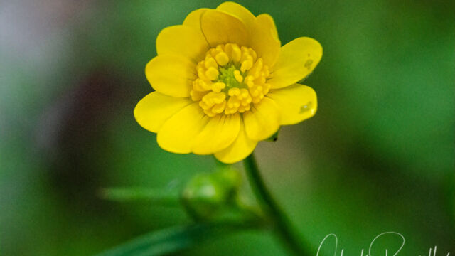 Ranunculus californicus California buttercup, Ranunculus californicus