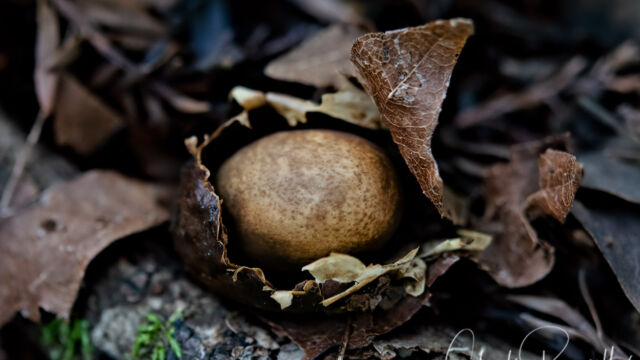 Family Geastraceae Earthstar mushroom, Family Geastraceae