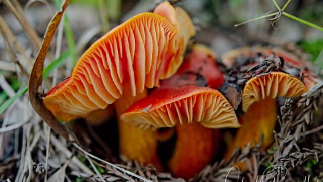 Hygrocybe sp. Waxcaps, Hygrocybe sp.