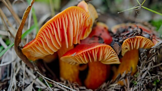 Hygrocybe sp. Waxcaps, Hygrocybe sp.