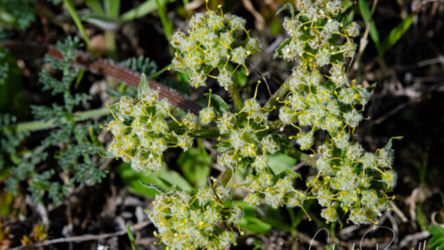 Lomatium dasycarpum Hog fennel, Lomatium dasycarpum