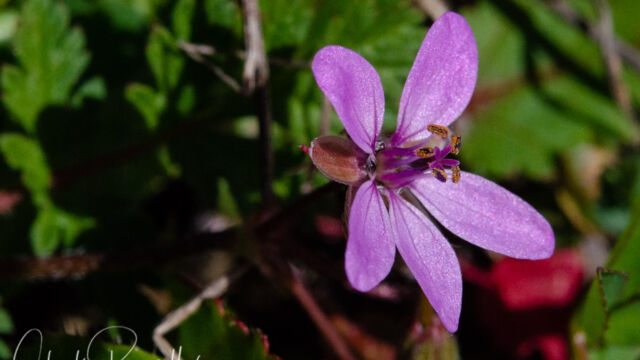 Erodium cicutarium Red stemmed filaree, Erodium cicutarium