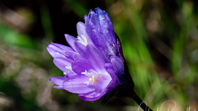 Dichelostemma capitatum Blue dicks, Dichelostemma capitatum