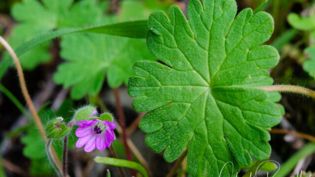 Geranium molle Dove's foot geranium, Geranium molle